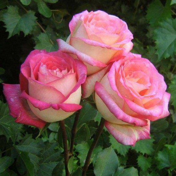 Meet your Posher, Mary - Picture 1 of 1